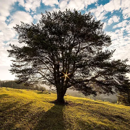 Bucovina